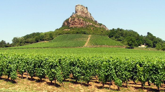 Vignes en Bourgogne